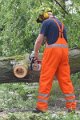 Feuerwehr_Baum   008